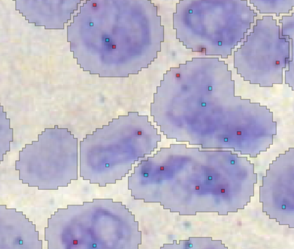 The cells consist of up to three different labels: the cell itself (violet), and two RNA probes (red and teal spots).