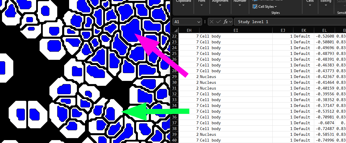 Larger Nucleus resulting in nucleus label (magenta) and larger Cell Body resulting in “Cell Body” label (green).
