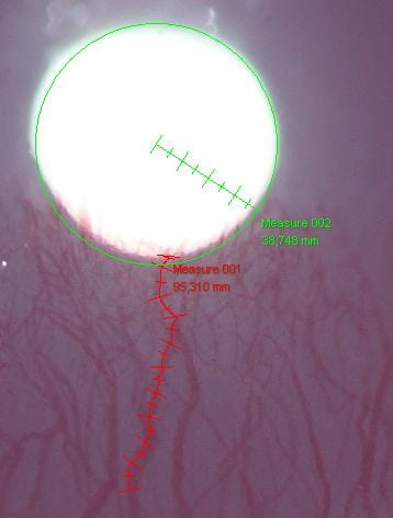 Example of measurement (Rat cornea)